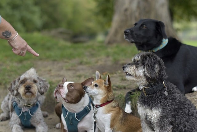 40 small dog breeds 
