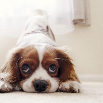 8 Puppy Toilet Training Tips