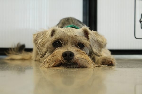 A Mini Guide to the Miniature Schnauzer