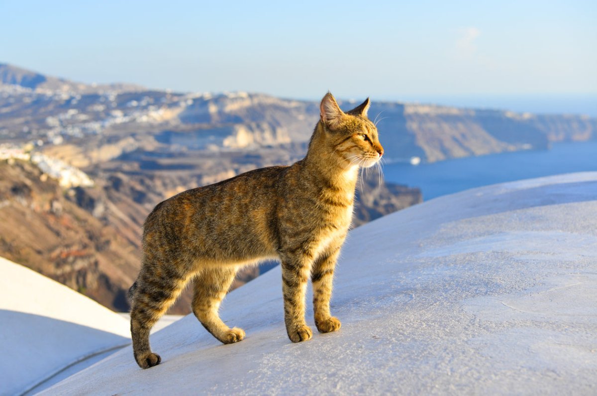 Aegean cat exploring Greece 