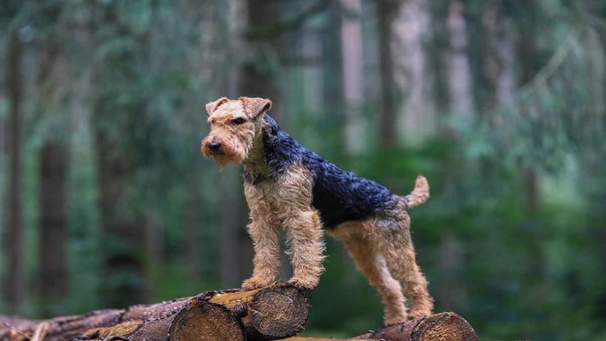 Airedale Terrier