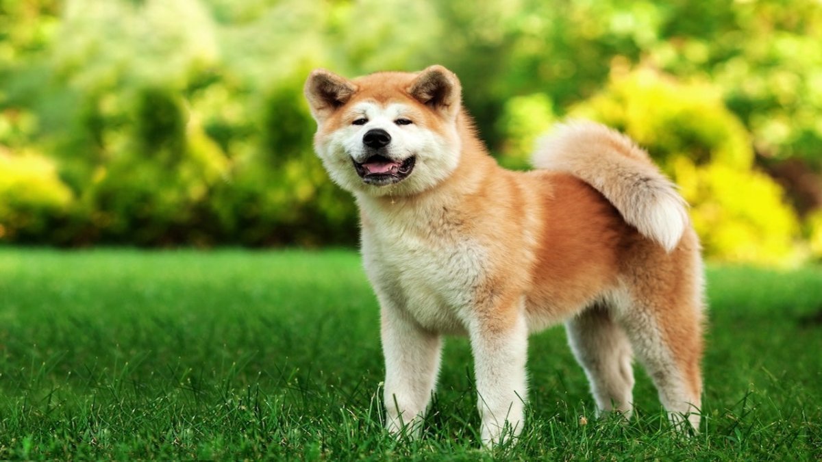 akita