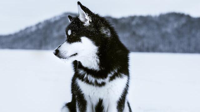 Alaskan Klee Kai sat in the snow