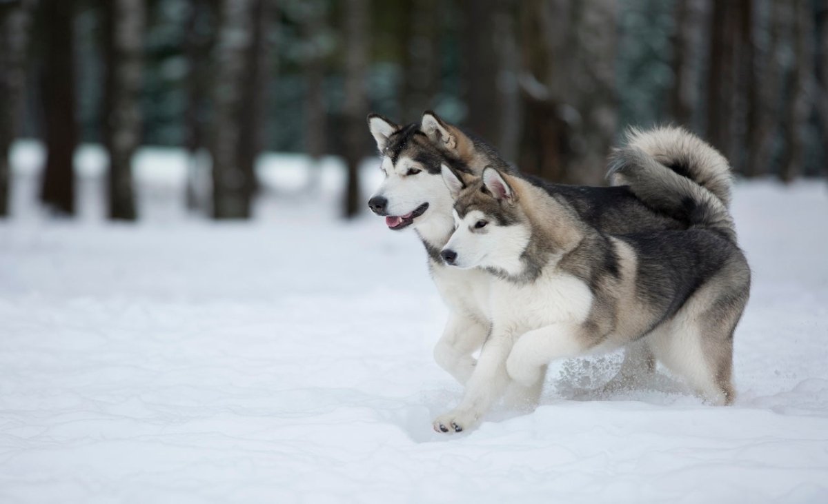 alaskan malamute