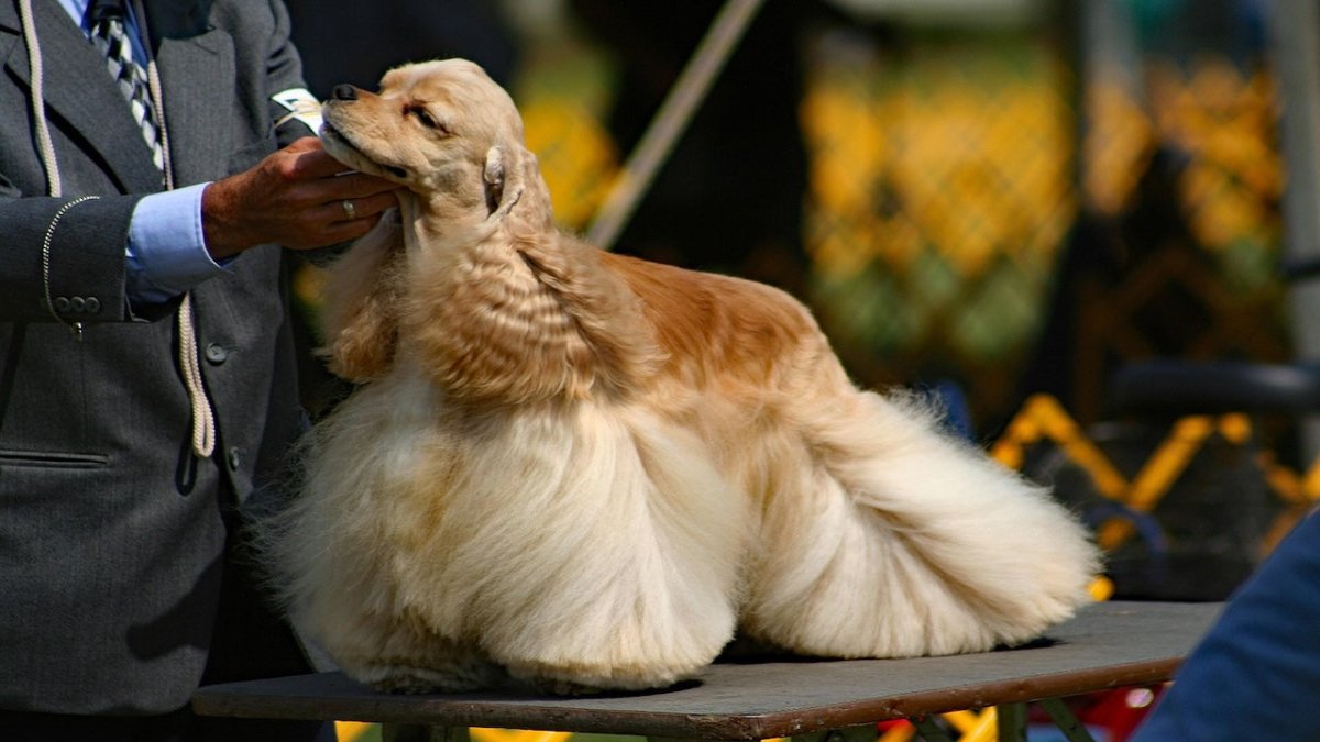 american cocker spaniel