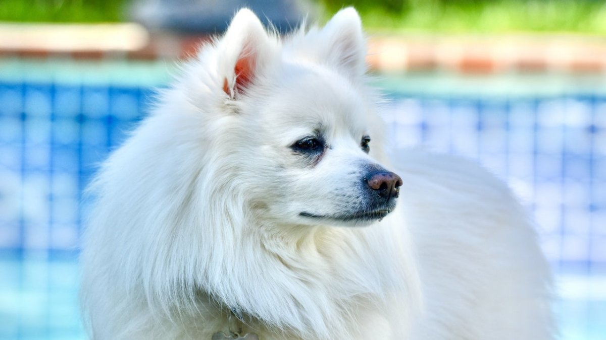 american eskimo