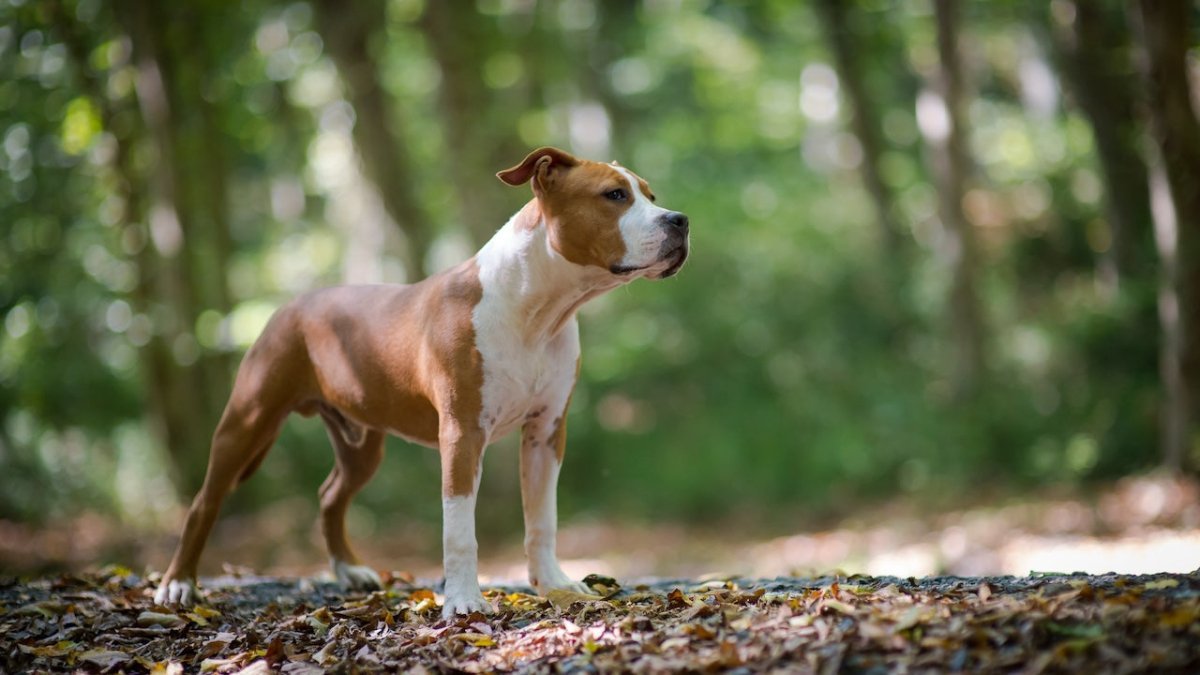 american Staffordshire terrier