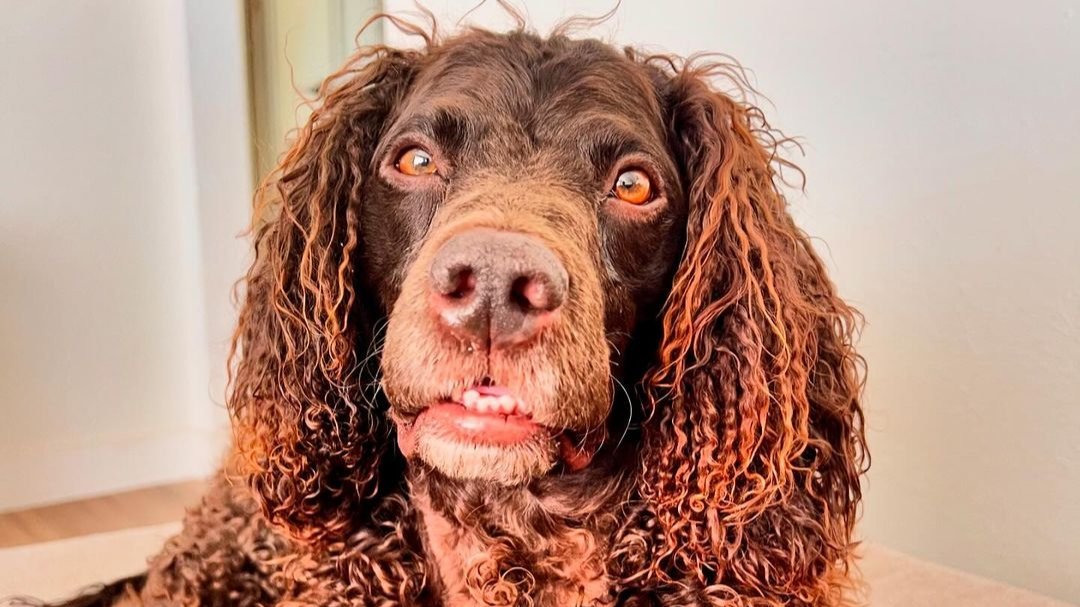 American Water Spaniel