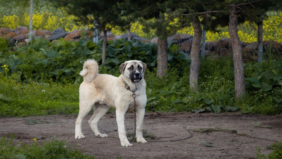 anatolian sheepdog