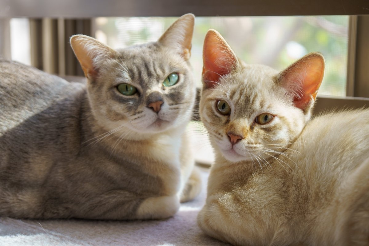australian mist cats