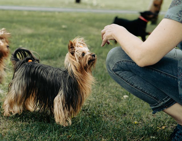 Person next to Australian Silky Terrier
