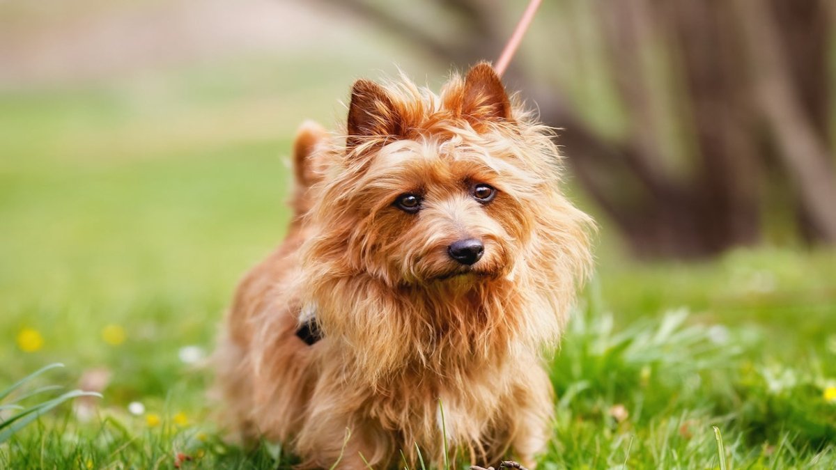 australian terrier