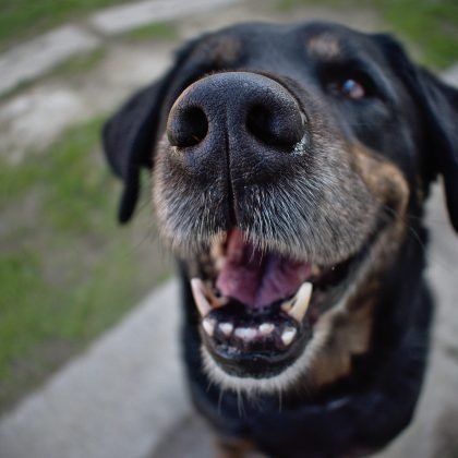 Bad Breath in Dogs, 7 Ways to Tackle It