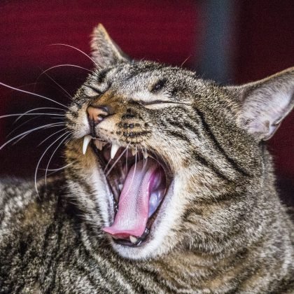 bad cat breath