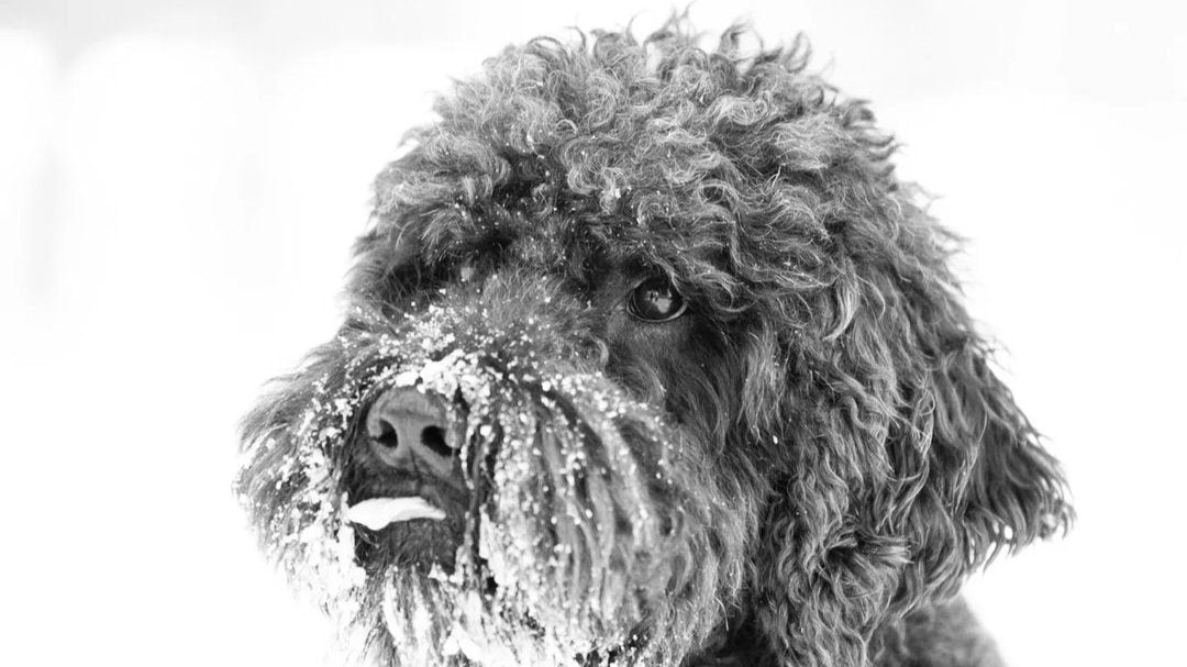 Barbet
