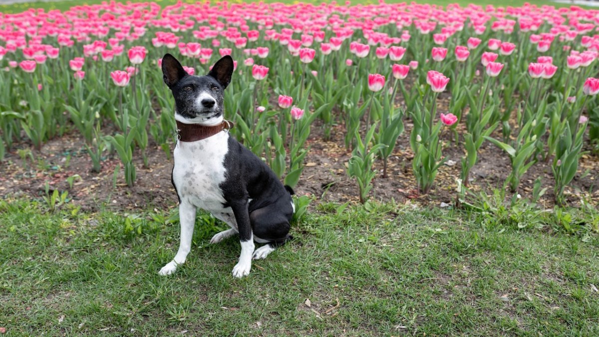 basenji