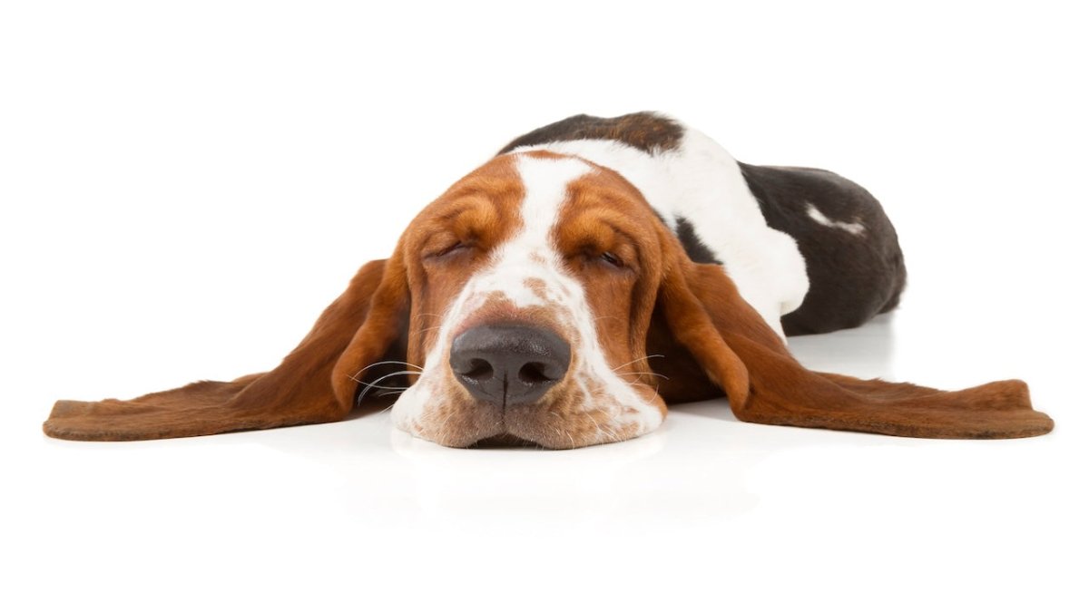 basset hound