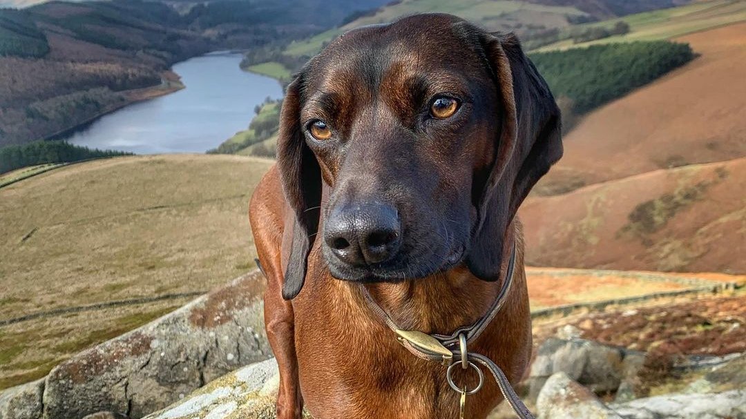 bavarian mountain hound