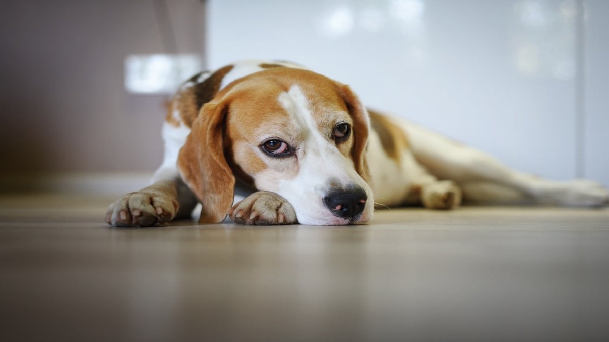 beagle