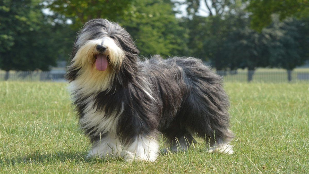 bearded collie