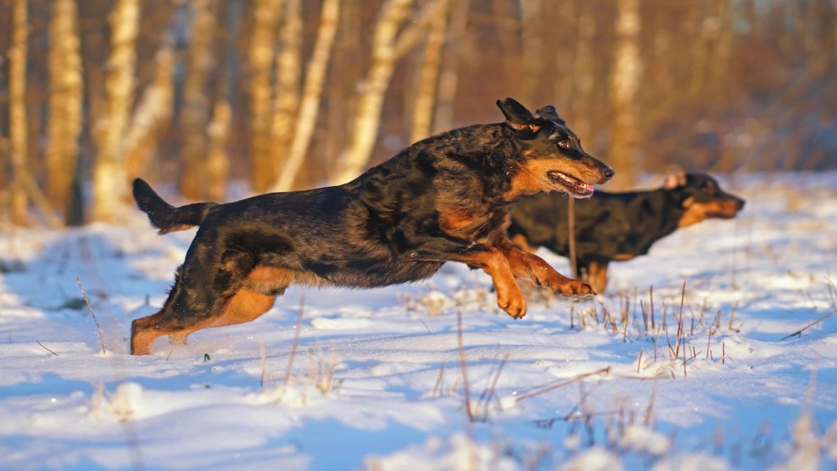beauceron