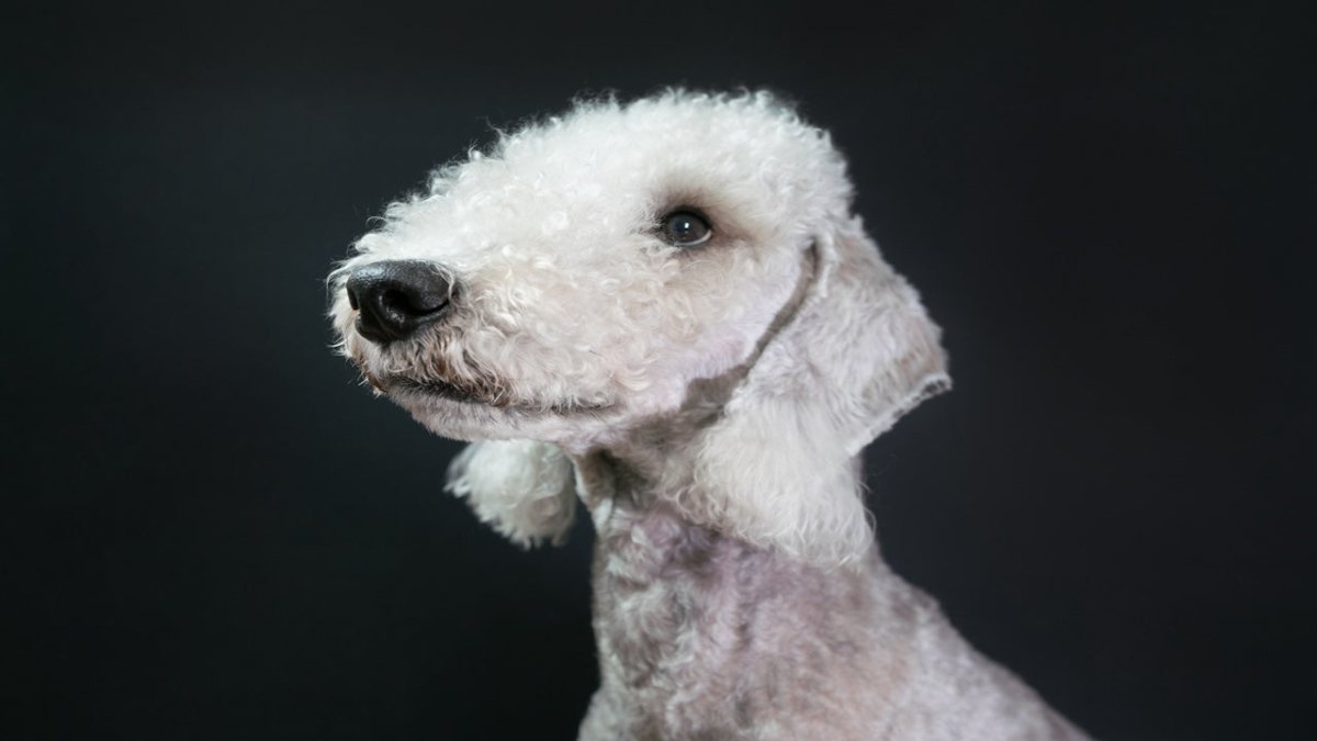 bedlington terrier