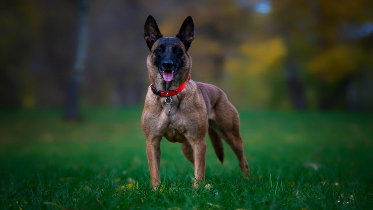 belgian malinois