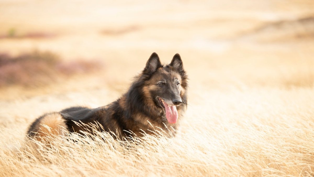 belgian tervuren