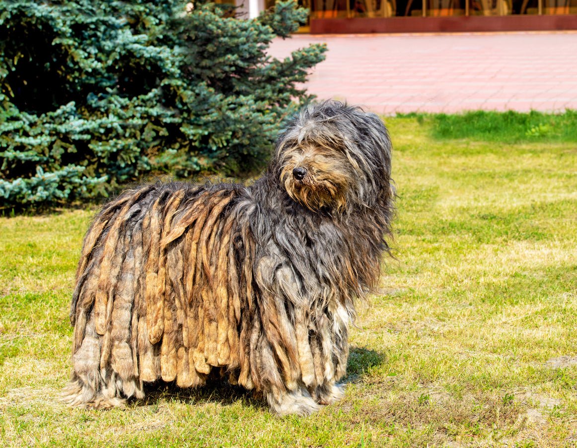 bergamasco