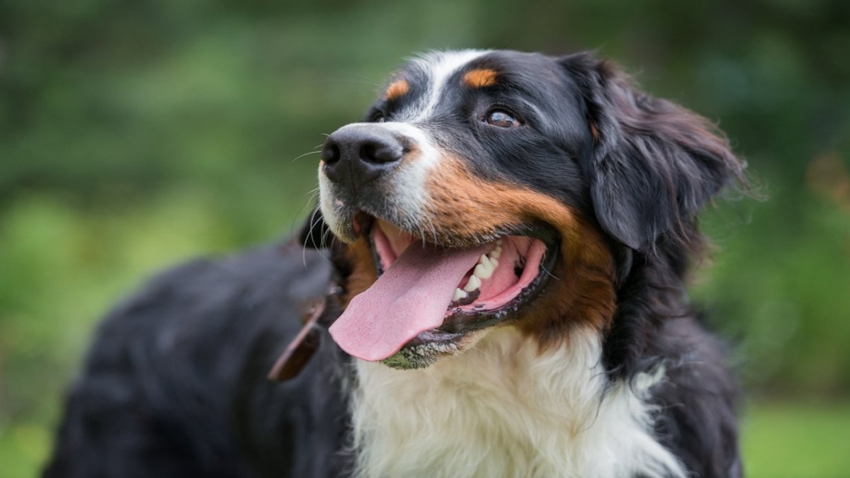 bernese mountain dog