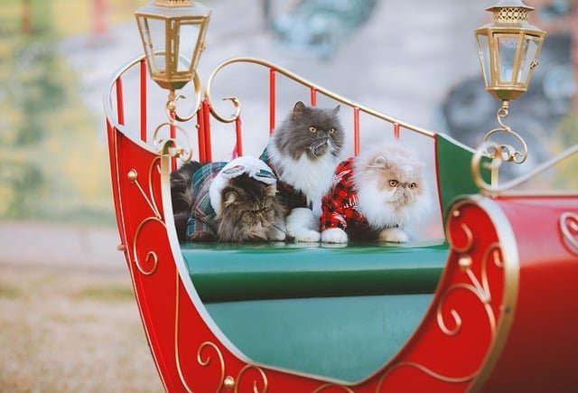 Best cat Christmas Jumpers