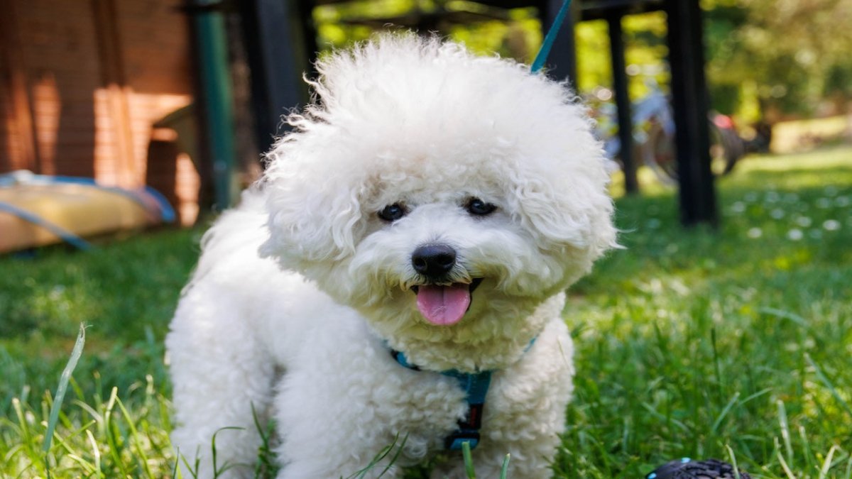 bichon frise