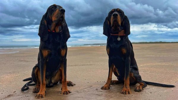 black and tan coonhound