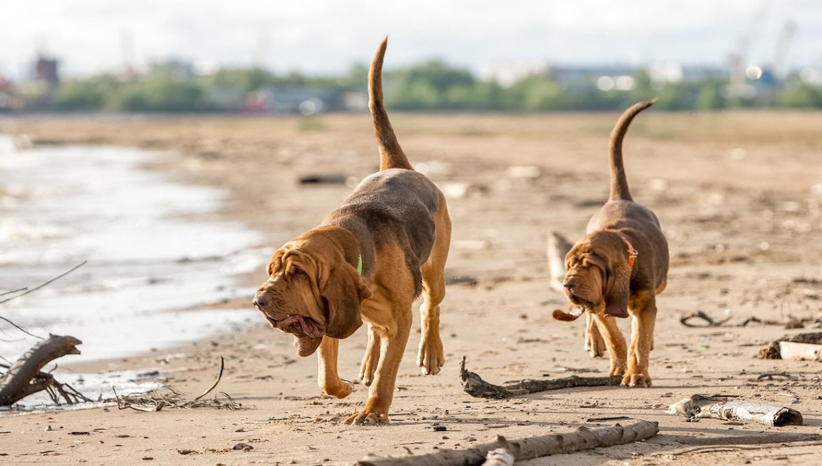 bloodhound on beach