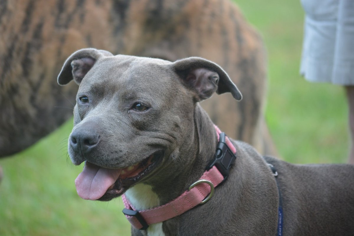 Blue Staffy