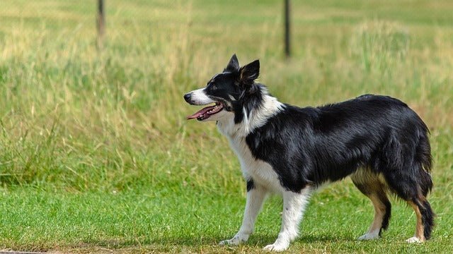 Border Collie: Breed Guide