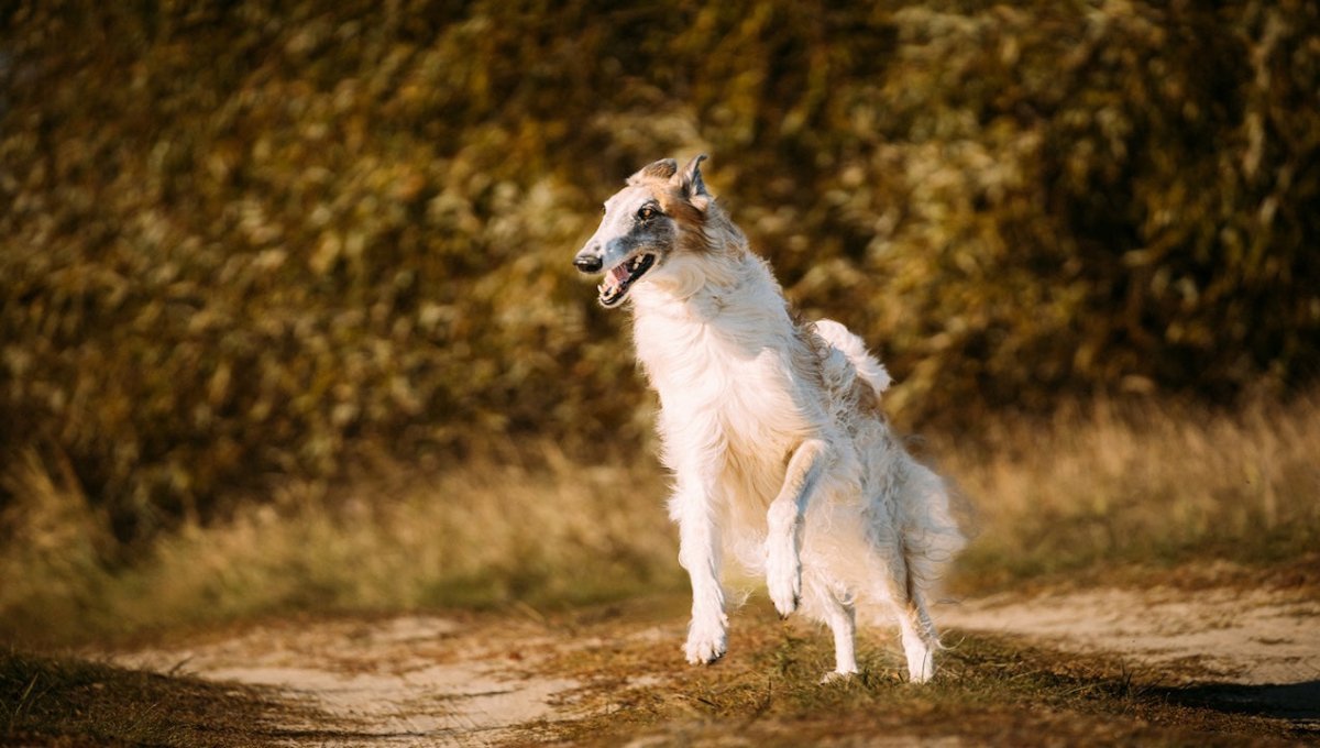 borzoi