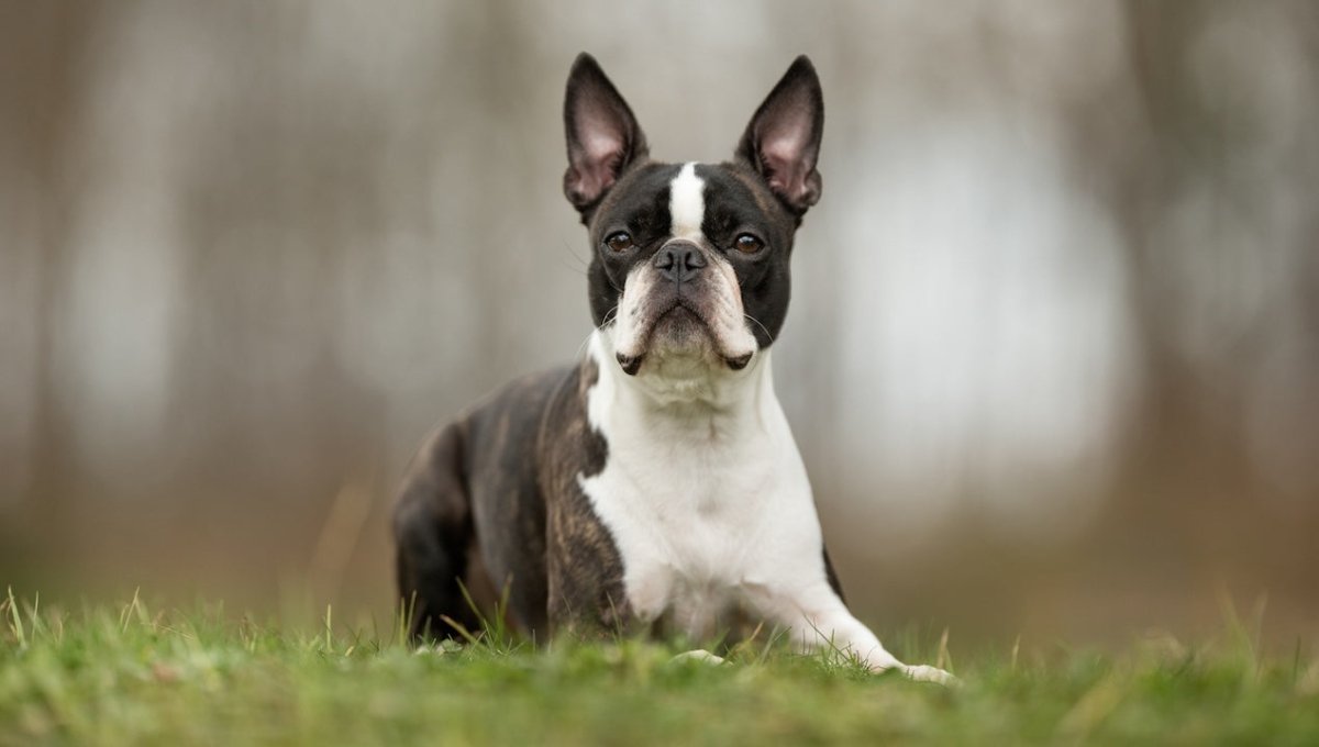 boston terrier