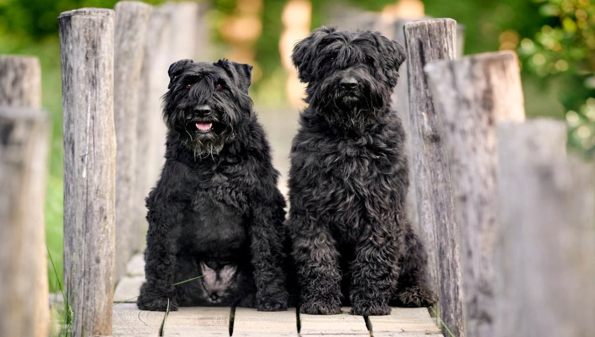 Bouvier Des Flandres