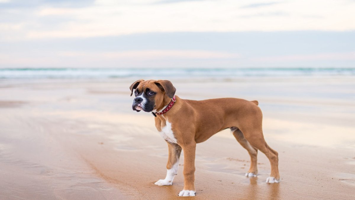 boxer puppy