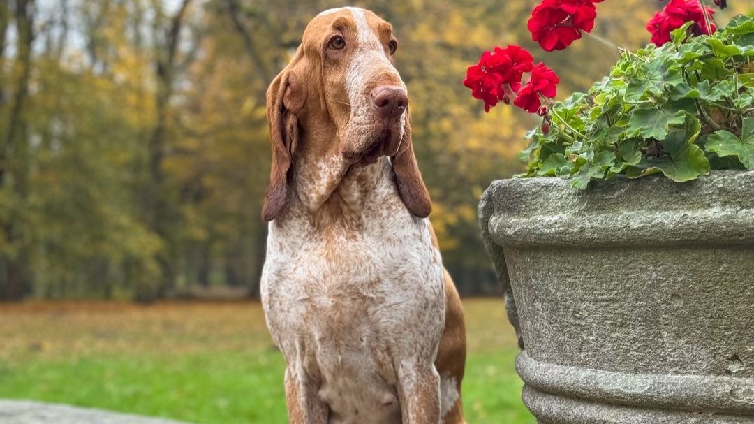 Bracoo Italiano