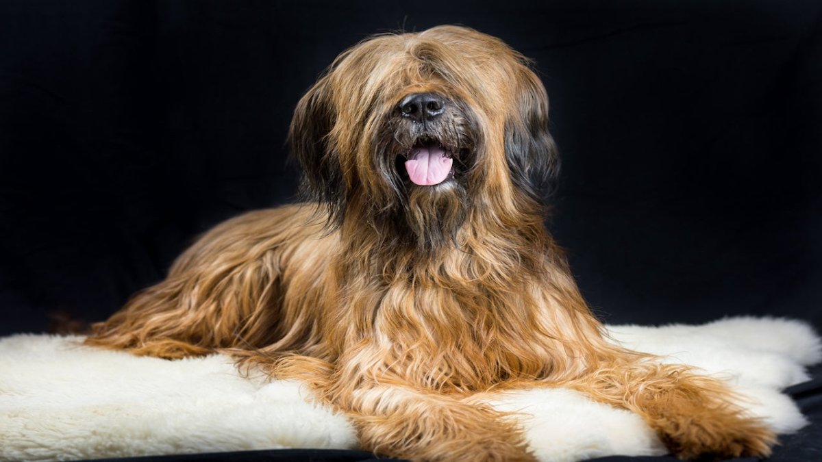 Briard