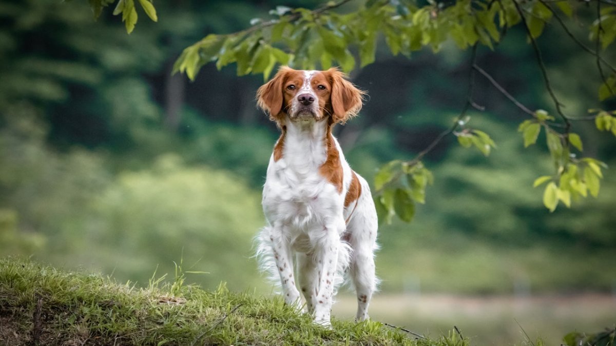 brittany spaniel