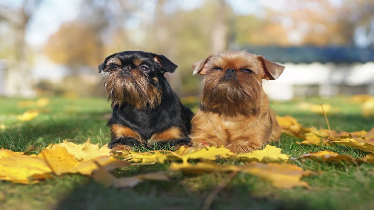 brussels griffon