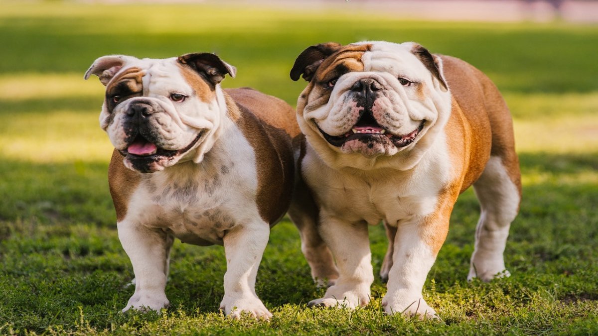 english bulldog