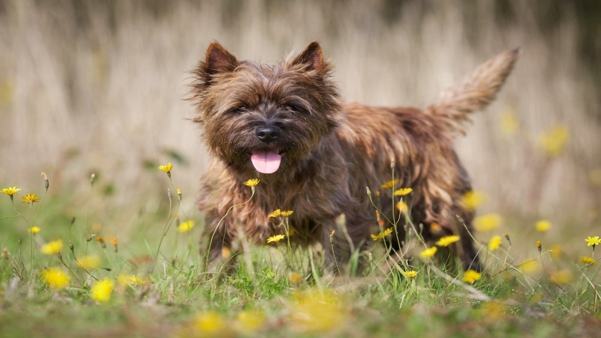 ciarn terrier