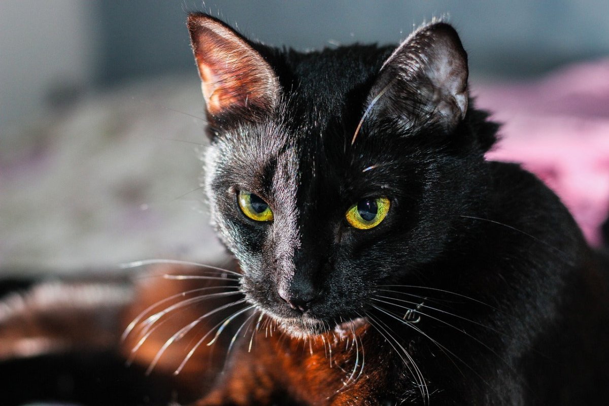 Can cats eat spiders