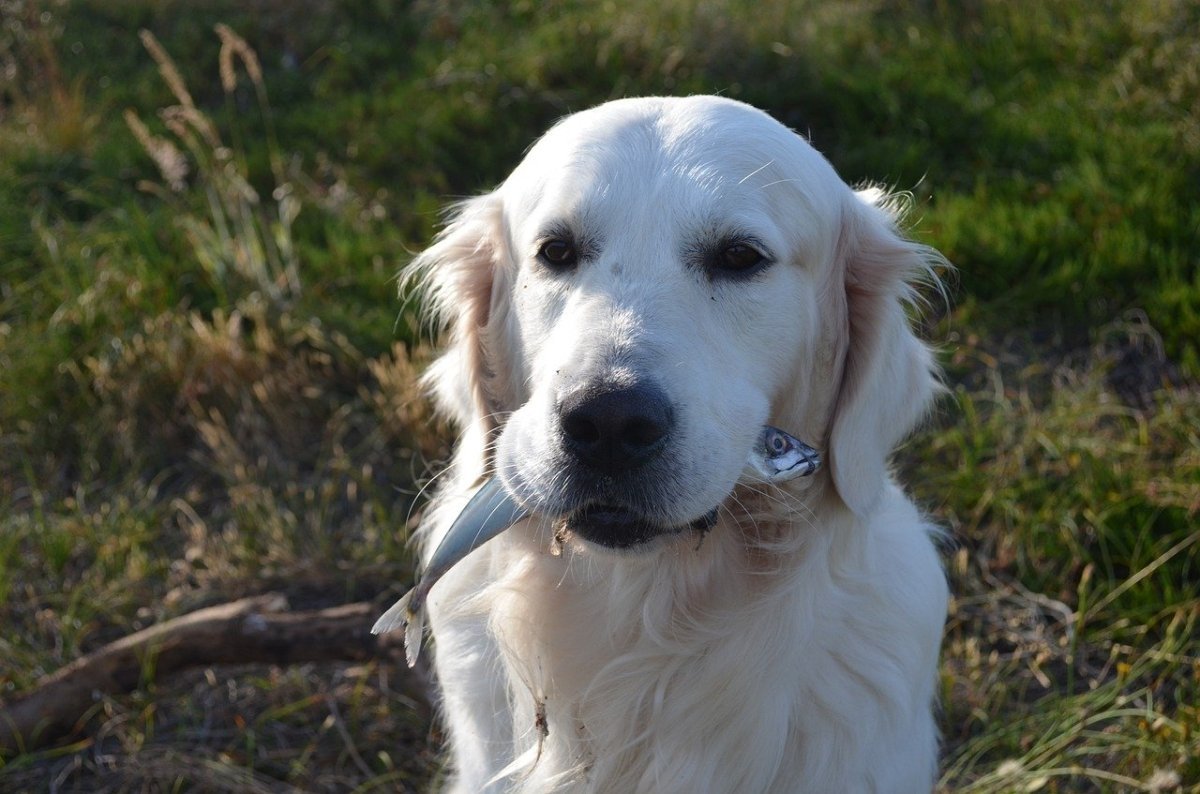 Can dogs eat fish
