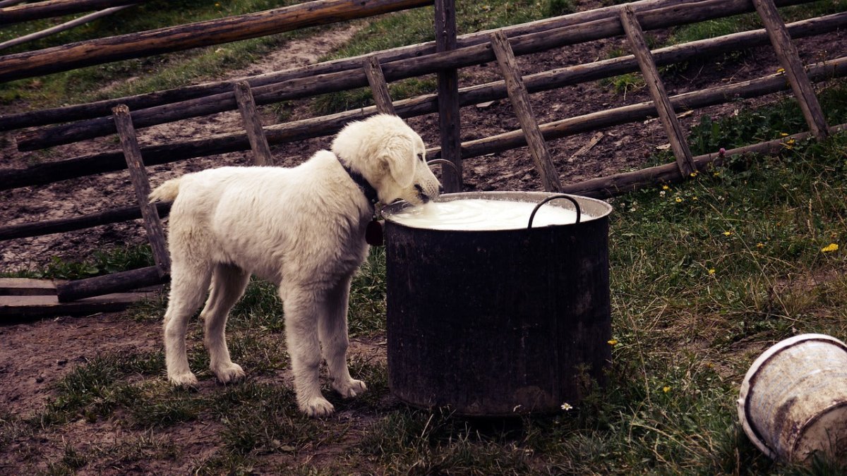 Dog Gravy 