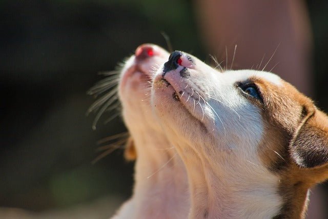 Can dogs eat Lamb?